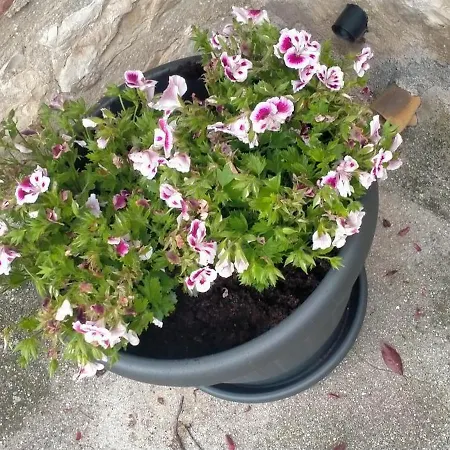 Διαμέρισμα Santa Chiara