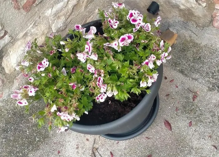 Apartament Santa Chiara